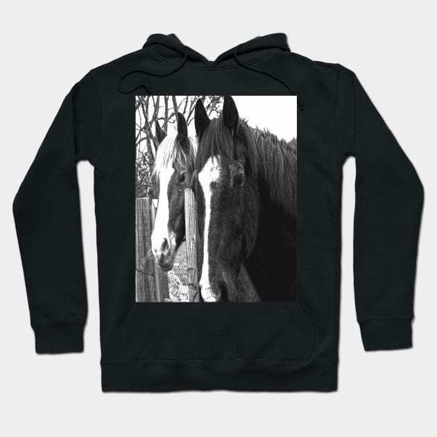 Pair of Horses Hoodie by jalfc46